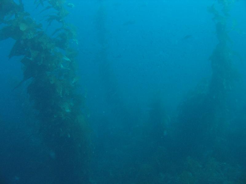 in the kelp 2 